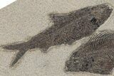 Plate of Two Fossil Fish (Cockerellites & Knightia) - Wyoming #211245-1